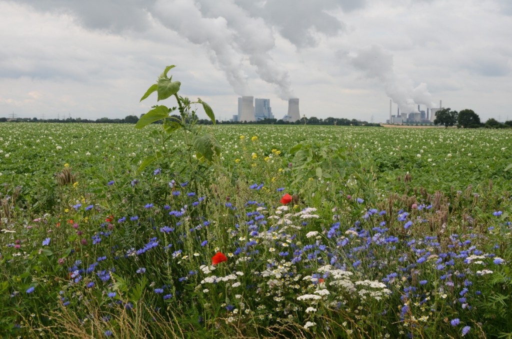 Blomsterstriper er striper av ettårige og flerårige blomsterplanter. Disse kan såes langs driftsveier, eller som åkerskiller. Blomsterstripene øker tilbudet av pollen tilgjengelig for insektene og fremmer artsdiversiteten, spesielt blant bier, humler og sommerfugler. Foto: Morten Günther