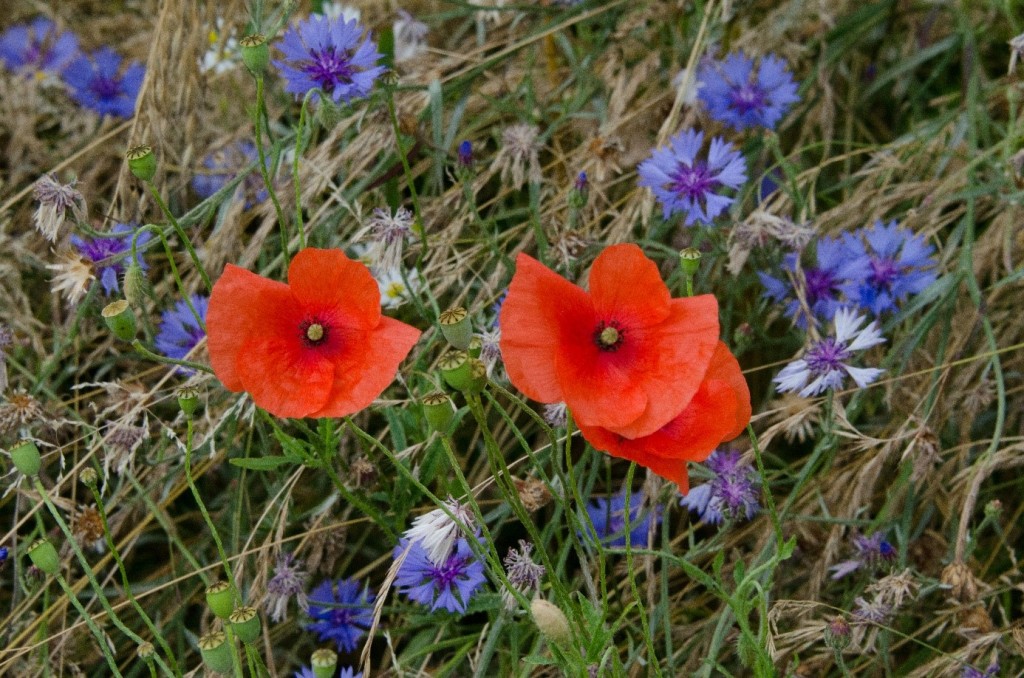 Flerårige blomsterstriper er av særlig økologisk verdi. De gir mat, habitat og ly for insekter, fugler og små pattedyr. Et annet enkelt, men effektivt tiltak kan være å ikke dekke til kantsonene med bark eller strø. Dette fremmer veksten av løvetann – en viktig næringsplante for villbier. Foto: Morten Günther