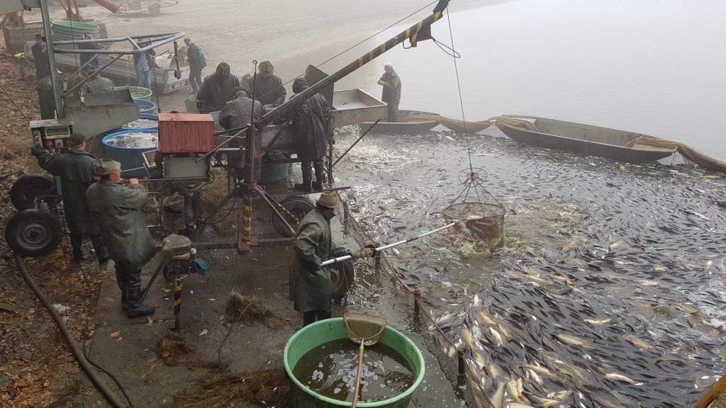 Høsting av karpe ved fiskedammen Borek rybnik, Lhotka, Olešnice, sørvest i Tsjekkia. Foto: Morten Günther