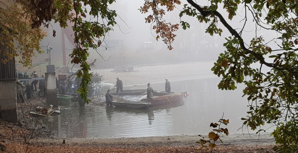 Høsting av karpe ved fiskedammen Borek rybnik, Lhotka, Olešnice, sørvest i Tsjekkia. Foto: Morten Günther