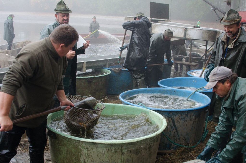 Høsting av karpe ved fiskedammen Borek rybnik, Lhotka, Olešnice, sørvest i Tsjekkia. Foto: Morten Günther