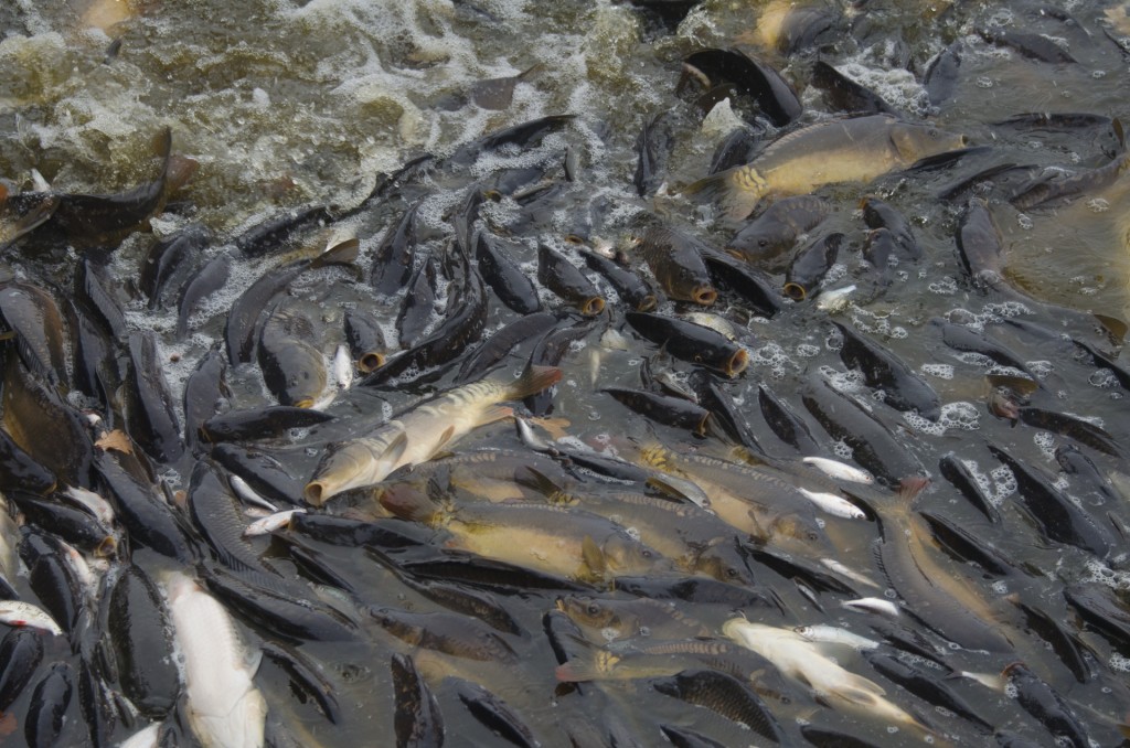 Høsting av karpe ved fiskedammen Borek rybnik, Lhotka, Olešnice, sørvest i Tsjekkia. Foto: Morten Günther