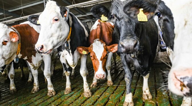 Et innblikk i Nederlands store utfordringer