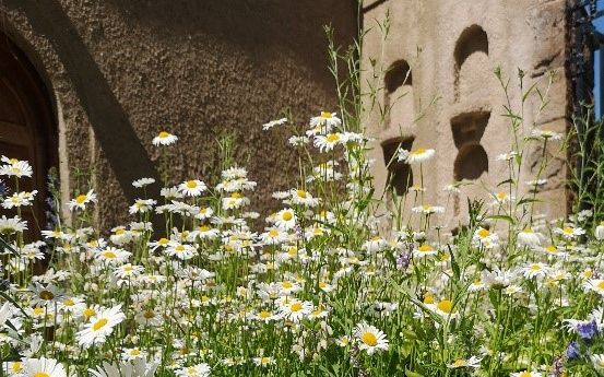 blomstereng