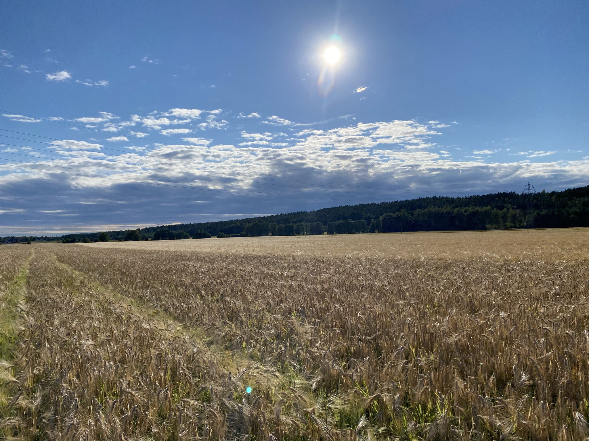 kornåker og blå himmel